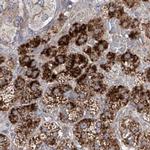 KLC4 Antibody in Immunohistochemistry (IHC)