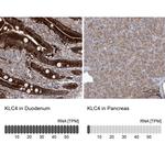 KLC4 Antibody