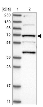 KLC4 Antibody in Western Blot (WB)