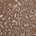 CEP162 Antibody in Immunohistochemistry (Paraffin) (IHC (P))