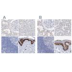 FRS3 Polyclonal Antibody