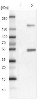 FRS3 Antibody in Western Blot (WB)