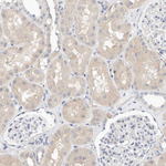 MICAL1 Antibody in Immunohistochemistry (Paraffin) (IHC (P))