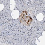 MICAL1 Antibody in Immunohistochemistry (Paraffin) (IHC (P))