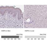 Hopx Antibody
