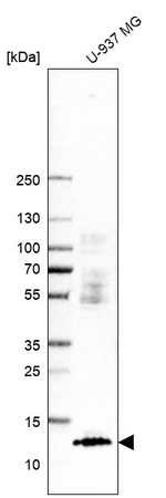 C6orf115 Antibody in Western Blot (WB)
