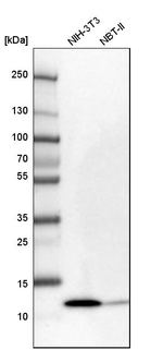 C6orf115 Antibody in Western Blot (WB)