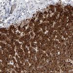 SLC22A7 Polyclonal Antibody