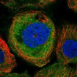 PSMB10 Antibody in Immunocytochemistry (ICC/IF)
