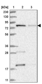MTO1 Antibody in Western Blot (WB)