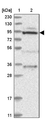 MTO1 Antibody in Western Blot (WB)