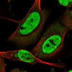 LIN9 Polyclonal Antibody