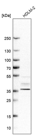 PCBP3 Antibody in Western Blot (WB)