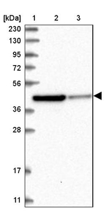 Rhotekin Antibody in Western Blot (WB)