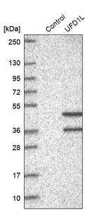 UFD1L Antibody in Western Blot (WB)