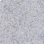 NCOA7 Antibody in Immunohistochemistry (Paraffin) (IHC (P))