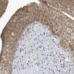 NCOA7 Antibody in Immunohistochemistry (Paraffin) (IHC (P))