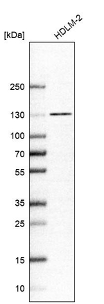 NCOA7 Antibody in Western Blot (WB)