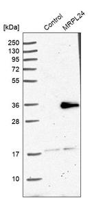 MRPL24 Antibody in Western Blot (WB)