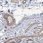 METAP1D Antibody in Immunohistochemistry (Paraffin) (IHC (P))