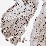 PM20D2 Antibody in Immunohistochemistry (Paraffin) (IHC (P))