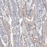 NT5D1 Antibody in Immunohistochemistry (Paraffin) (IHC (P))