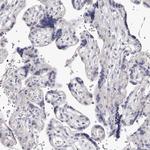 NT5D1 Antibody in Immunohistochemistry (Paraffin) (IHC (P))