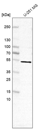 NT5D1 Antibody in Western Blot (WB)