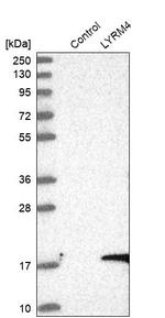LYRM4 Antibody in Western Blot (WB)