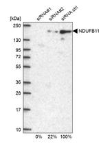 NDUFB11 Antibody in Western Blot (WB)