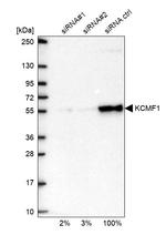 KCMF1 Antibody
