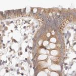 KCMF1 Antibody in Immunohistochemistry (IHC)