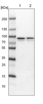 ABCF2 Antibody in Western Blot (WB)