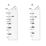 TXLNB Antibody in Western Blot (WB)