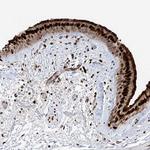 DZIP1L Polyclonal Antibody