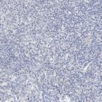 ARHGAP28 Antibody in Immunohistochemistry (Paraffin) (IHC (P))