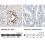 ARHGAP28 Antibody