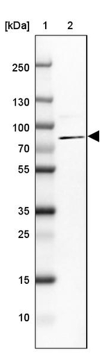ARHGAP28 Antibody in Western Blot (WB)