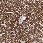 TAS2R60 Polyclonal Antibody