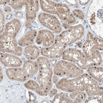 ZBTB48 Antibody in Immunohistochemistry (Paraffin) (IHC (P))