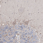 ZBTB48 Antibody in Immunohistochemistry (Paraffin) (IHC (P))