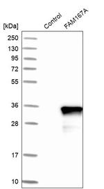 FAM167A Antibody in Western Blot (WB)