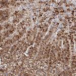 SLC35D3 Polyclonal Antibody