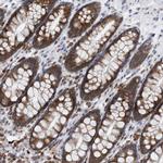 RPL26 Antibody in Immunohistochemistry (Paraffin) (IHC (P))