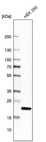 RPL26 Antibody in Western Blot (WB)