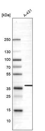 KIAA0247 Antibody in Western Blot (WB)