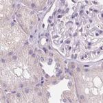 RPTN Antibody in Immunohistochemistry (IHC)