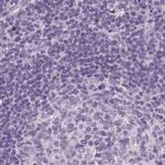 RPTN Antibody in Immunohistochemistry (IHC)