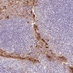 RPTN Antibody in Immunohistochemistry (IHC)