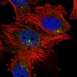 KLF7 Polyclonal Antibody